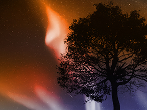 Aurora lights above a tree