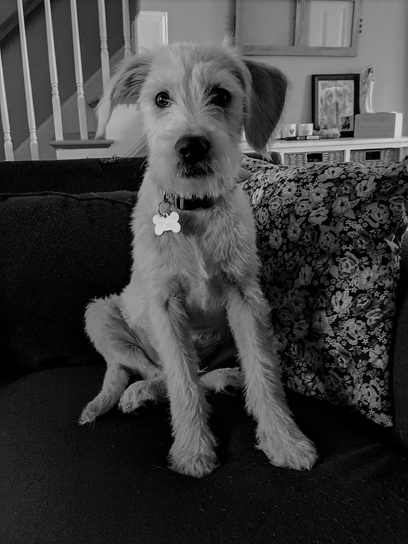 Lionbridge Global Community Experience Manager Samantha O'Connor's small wire haired terrier, Remington