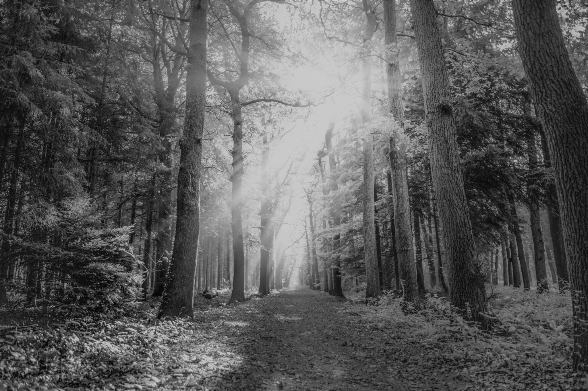 Sunlight filtering in through trees in a forest, the definition of the japanese word komorebi