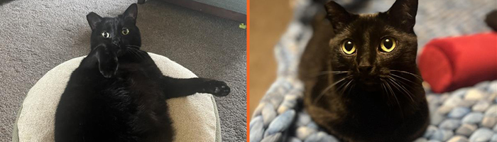 Lex’ Kater, Henry