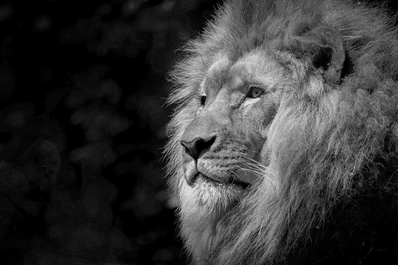 Lionbridge Regulated Document Translation Services