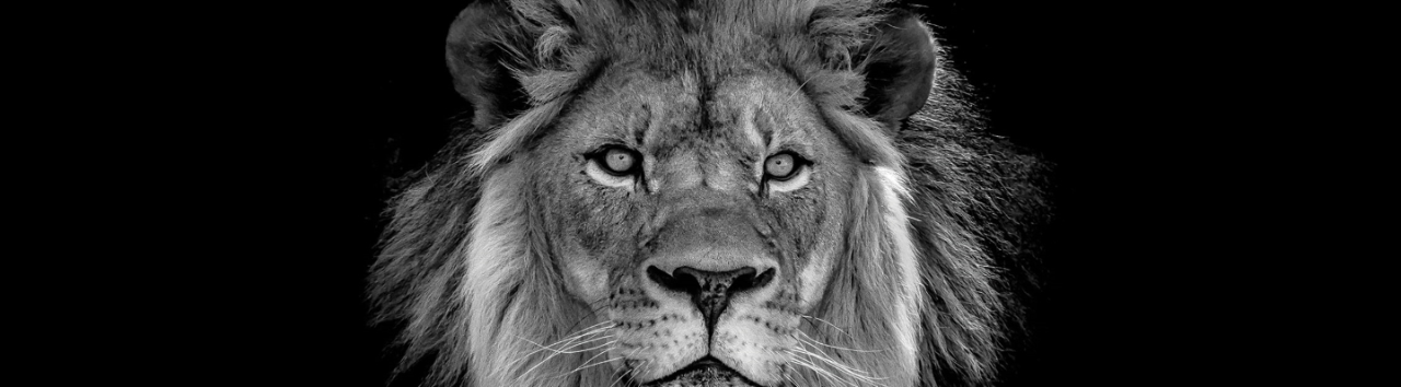 lionbridge machine intelligence