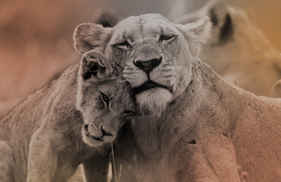 Person using a digital interface for a global environment