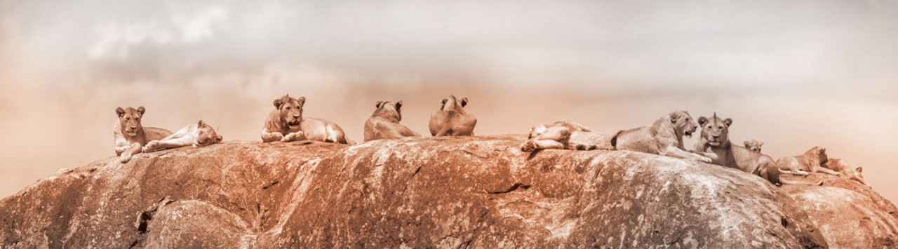A pride of lions atop a big stone