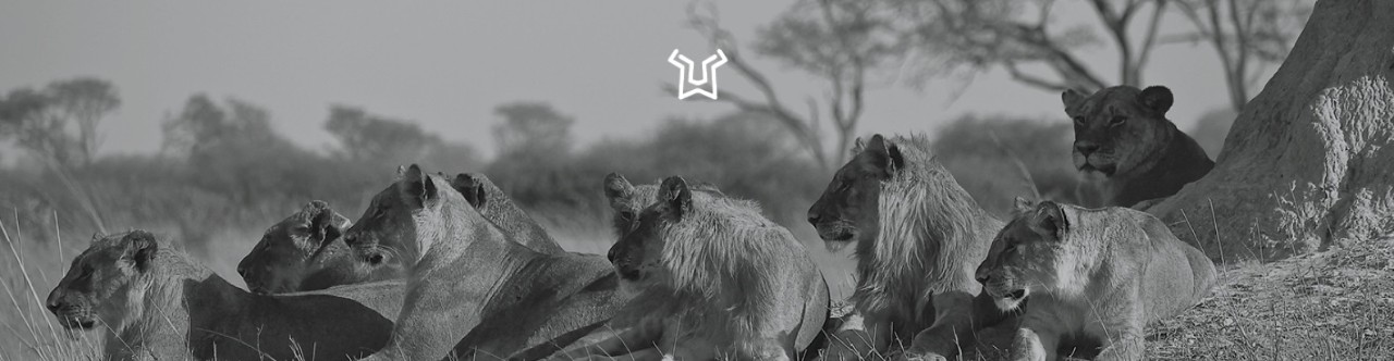 Una manada de leones con un fondo gris. 