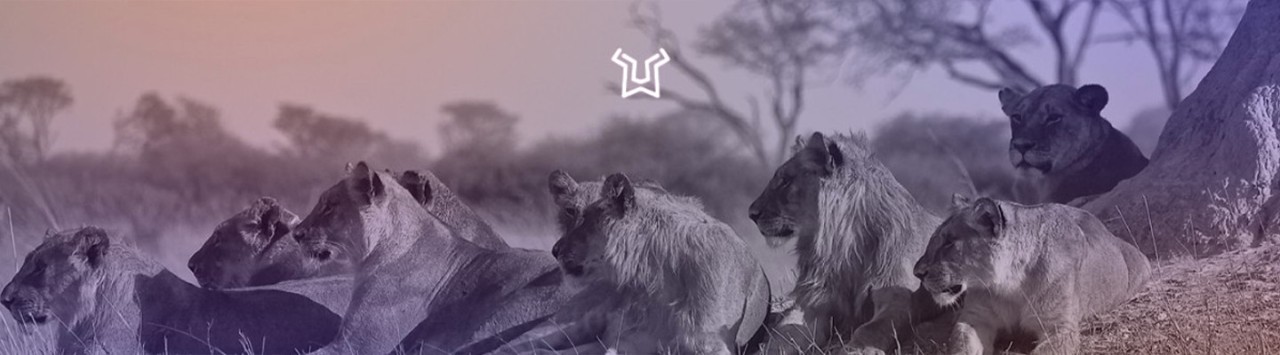 “Lionbridge 之星”彩色横幅 